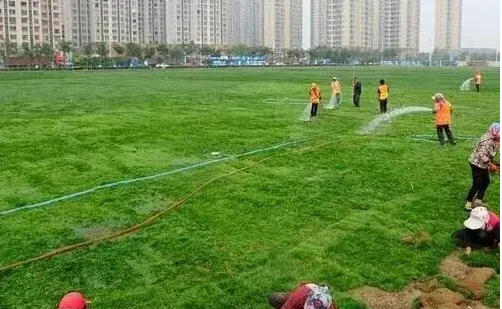 铺装草皮现场 喷水浇灌草地