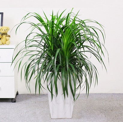 大型绿植 龙须树