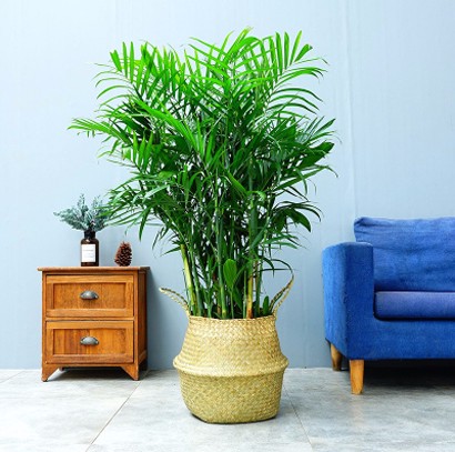 新塘绿植批发租摆 袖珍椰